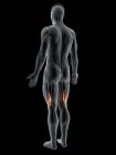 Cuerpo masculino abstracto con músculo corto bíceps femoral detallado, ilustración por ordenador . - foto de stock