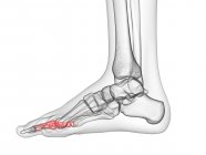 Ossa di falange prossimali nell'illustrazione computerizzata a raggi X del piede umano . — Foto stock