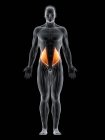 Abstrakter männlicher Körper mit detaillierter interner Schrägmuskulatur, Computerillustration. — Stockfoto