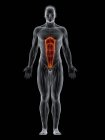 Abstrakter männlicher Körper mit detailliertem geraden Bauchmuskel, Computerillustration. — Stockfoto