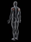 Абстрактная мужская фигура с подробными Тересами, небольшая мышца, компьютерная иллюстрация . — стоковое фото