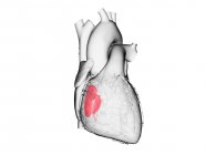 Человеческое сердце с цветным трехстворчатым клапаном, компьютерная иллюстрация
. — стоковое фото