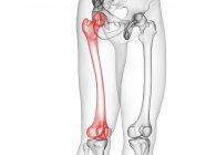 Pernas do esqueleto masculino com ossos visíveis do fémur, ilustração do computador . — Fotografia de Stock
