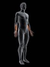 Figura masculina abstracta con músculo Flexor digitorum profundus detallado, ilustración digital
. - foto de stock