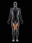 Абстрактное мужское тело с детальной пустотой средней мышцы, компьютерная иллюстрация . — стоковое фото