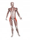 Figura física masculina con músculo Tensor fascia lata detallado, ilustración digital . - foto de stock
