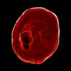 Plasmodium ovale protozoan, computer illustration. — стокове фото