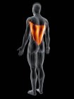 Abstract male body with detailed Latissimus dorsi muscle, computer illustration. — Stock Photo