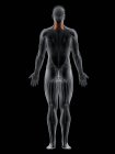 Male body with visible colored Scalene middle muscle, computer illustration. — Stock Photo