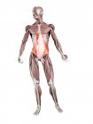 Figura física masculina con músculo abdominal Transversus detallado, ilustración digital . - foto de stock