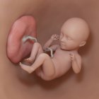Foetus humain à la semaine 35, illustration numérique réaliste . — Photo de stock