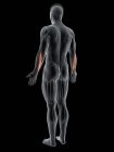 Абстрактное мужское тело с подробным Extensor carpi локтевой мышцы, компьютерная иллюстрация
. — стоковое фото