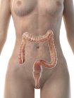 Female anatomical figure with detailed large intestine, computer illustration. — Stock Photo
