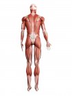 Чоловіча мускулатура в повній довжині, вид ззаду, цифрова ілюстрація ізольована на білому тлі . — стокове фото