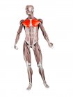 Physical male figure with detailed Pectoralis major muscle, digital illustration. — Stock Photo