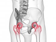 Silhouette transparente du corps humain avec articulations visibles et colorées de la hanche, illustration de l'ordinateur . — Photo de stock