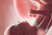 Fœtus humain réaliste à la semaine 37, illustration par ordinateur . — Photo de stock