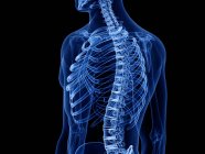 Huesos de tórax en rayos X ilustración digital del cuerpo humano . - foto de stock