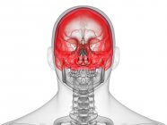 Silueta masculina transparente con huesos de cráneo de color, vista frontal, ilustración por computadora . - foto de stock