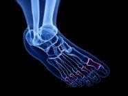 Проксимальные кости фаланги в рентгеновской компьютерной иллюстрации человеческой стопы . — стоковое фото