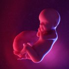 Foetus humain à la semaine 30, illustration numérique multicolore . — Photo de stock