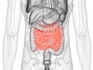 Silueta masculina transparente con intestino delgado visible, ilustración por computadora . - foto de stock