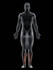 Männlicher Körper mit sichtbarem farbigen Flexor digitorum longus Muskel, Computerillustration. — Stockfoto