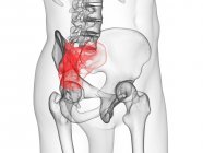 Abstract male figure showing colored sacrum, computer illustration. — Stock Photo
