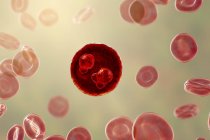Protozoo Plasmodium falciparum, agente causal de la malaria tropical en los glóbulos rojos, ilustración digital . - foto de stock