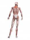 Физическая фигура мужчины с детализированной задней верхней мышцей Serratus, цифровая иллюстрация
. — стоковое фото