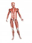 Männliche Muskulatur in voller Länge, Vorderansicht, digitale Illustration isoliert auf weißem Hintergrund. — Stockfoto