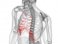Silhueta masculina abstrata com cartilagem costal visível, ilustração computacional . — Fotografia de Stock