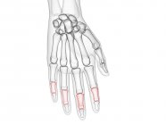 Male skeleton hand with visible middle phalanges, computer illustration. — Stock Photo