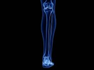 Lower leg bones in x-ray computer illustration of human body. — Stock Photo