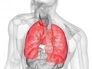 Silueta masculina transparente con pulmones de colores, ilustración por ordenador
. - foto de stock