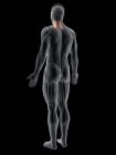 Абстрактная мужская фигура с детализированной средней мышцей, компьютерная иллюстрация
. — стоковое фото