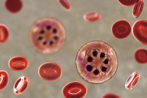 Протозоа Plasmodium malariae в кровеносных сосудах, компьютерная иллюстрация . — стоковое фото