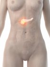 Женское тело с раком поджелудочной железы, концептуальная компьютерная иллюстрация . — стоковое фото