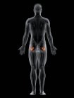 Male body with visible colored Quadratus femoris muscle, computer illustration. — Stock Photo