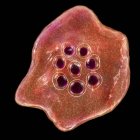 Plasmodium ovale protozoan, illustrazione al computer . — Foto stock