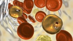 Plasmodium vivax Protozoen im Blutgefäß, digitale Illustration. — Stockfoto