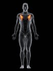 Abstrakter männlicher Körper mit detailliertem Brustmuskel, Computerillustration. — Stockfoto