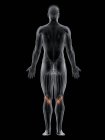 Männlicher Körper mit sichtbarem farbigen Popliteus-Muskel, Computerillustration. — Stockfoto