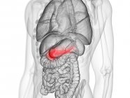 Pâncreas de cor vermelha no corpo humano masculino, ilustração digital
. — Fotografia de Stock
