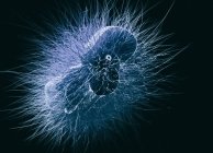 Cierre de Microbios, ilustración conceptual - foto de stock