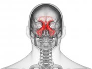 Transparent male silhouette with colored sinuses bones, front view, computer illustration. — Stock Photo