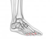 Середні кістки фаланги в рентгенівській комп'ютерній ілюстрації людської ноги . — стокове фото