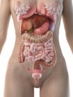 Figura anatómica femenina con sistema digestivo detallado, ilustración por ordenador
. - foto de stock