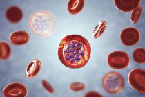 Plasmodium vivax Protozoen und rote Blutkörperchen, digitale Illustration. — Stockfoto