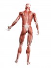 Male musculature in full length, rear view, digital illustration isolated on white background. — Stock Photo